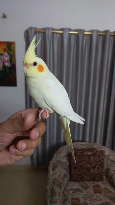 Hand tamed Fly tamed Cocktails and Sun conure