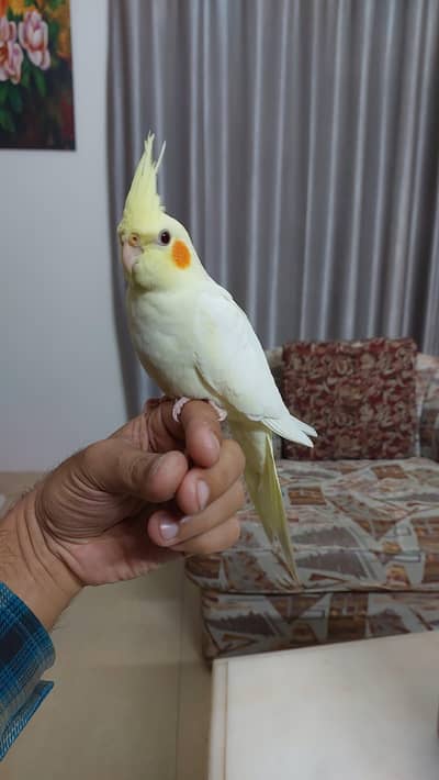 Hand tamed Fly tamed Cocktails, Sun conure and love birds