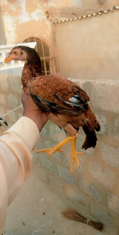 miyanwali home breed pathi