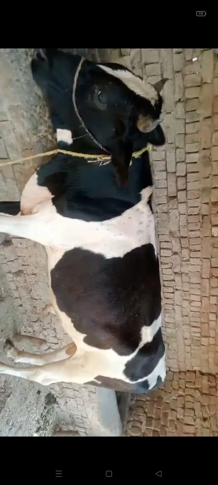 صحت مند ہولسٹین فریزیئن (HF) بچھا برائے فروخت — photo 2