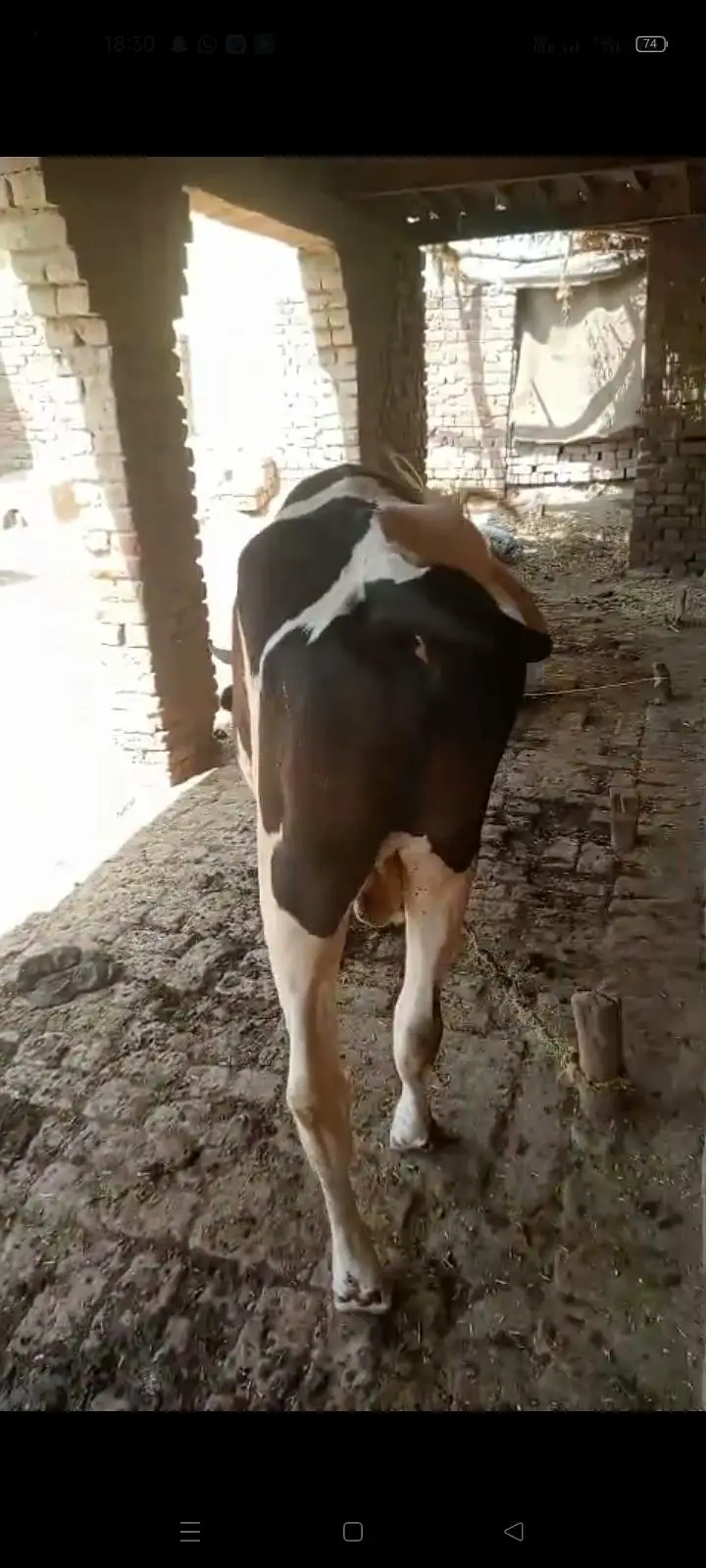 صحت مند ہولسٹین فریزیئن (HF) بچھا برائے فروخت — photo 3