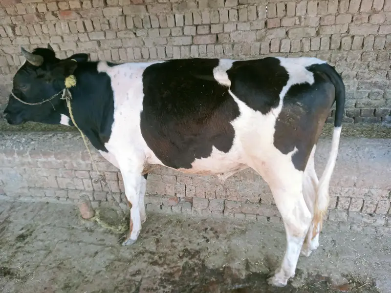 صحت مند ہولسٹین فریزیئن (HF) بچھا برائے فروخت — photo 4