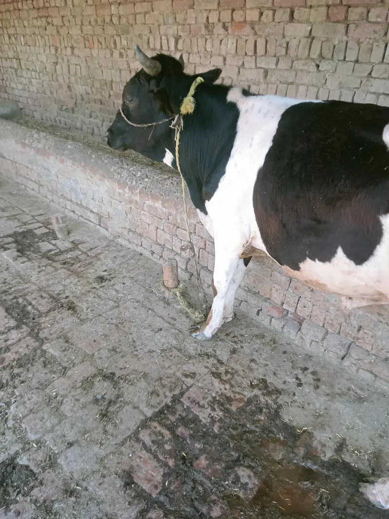 صحت مند ہولسٹین فریزیئن (HF) بچھا برائے فروخت — photo 5