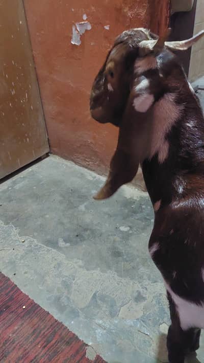 bakra