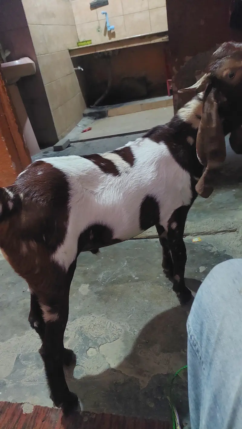 bakra — photo 2