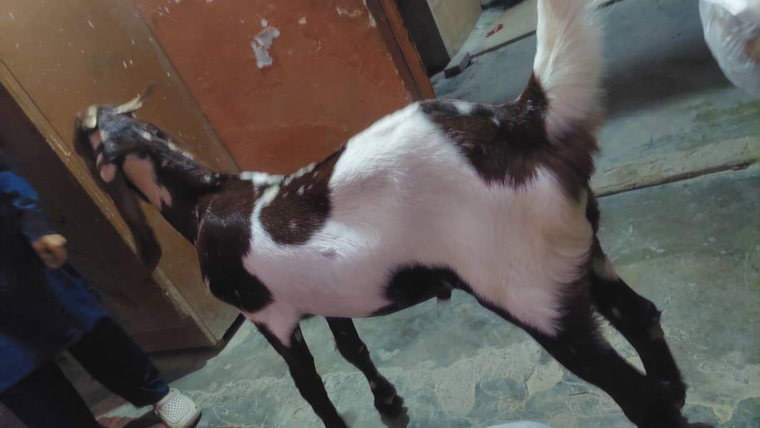 bakra 2