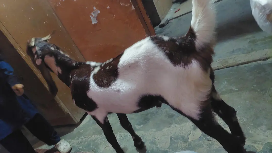 bakra — photo 3