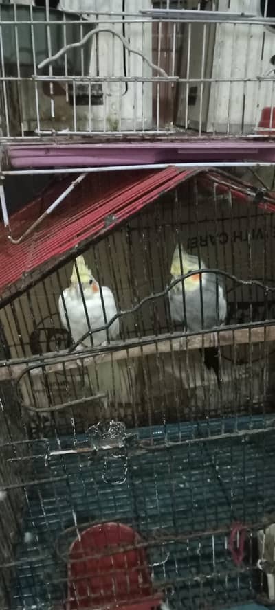 cocktail black and creamino breeder pair