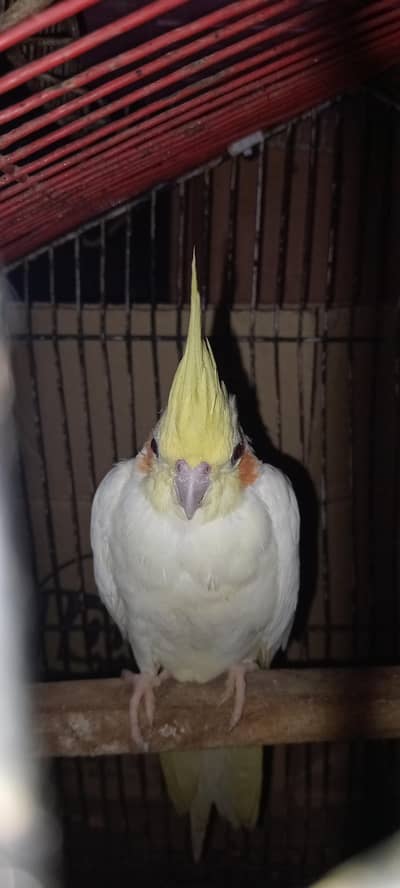 lutino cocktail female