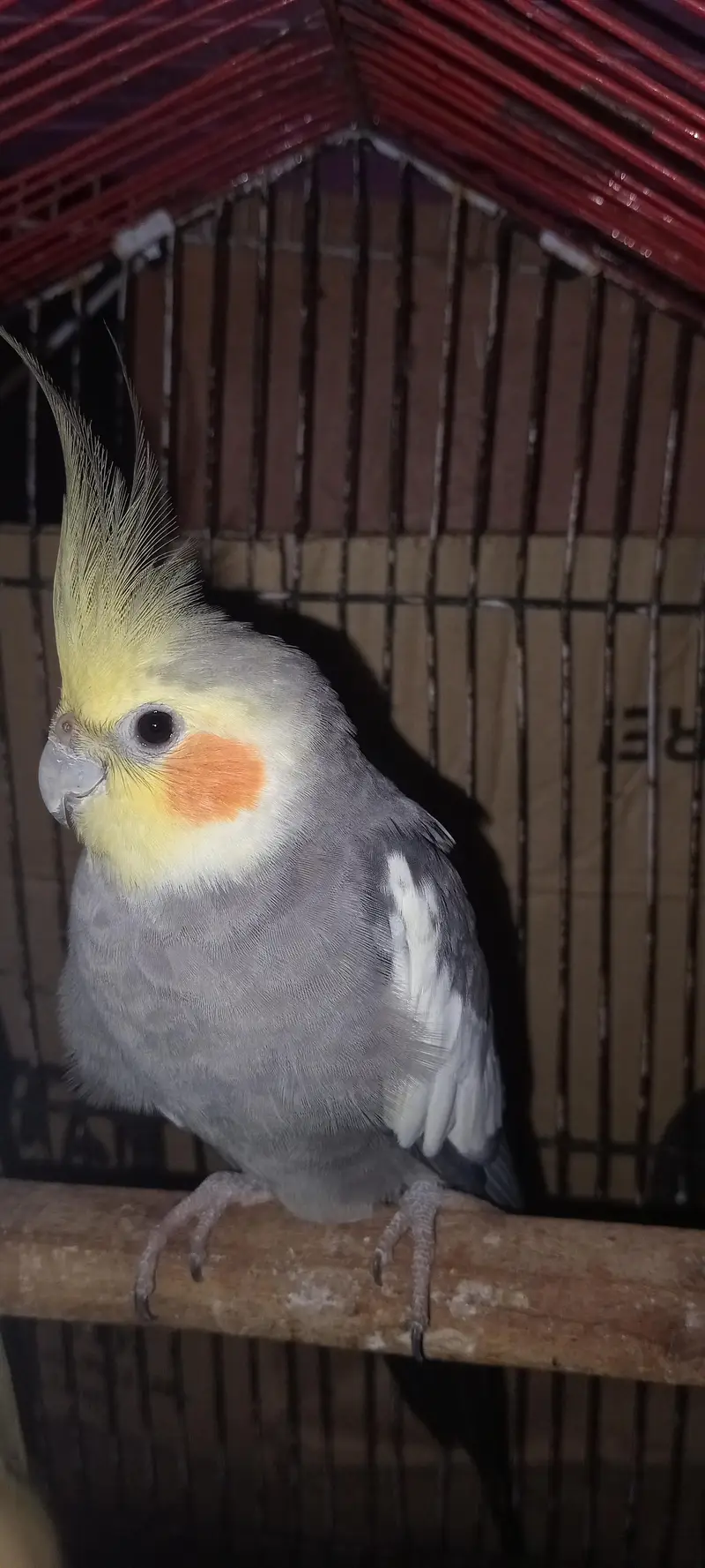 cocktail black and creamino breeder pair — photo 3