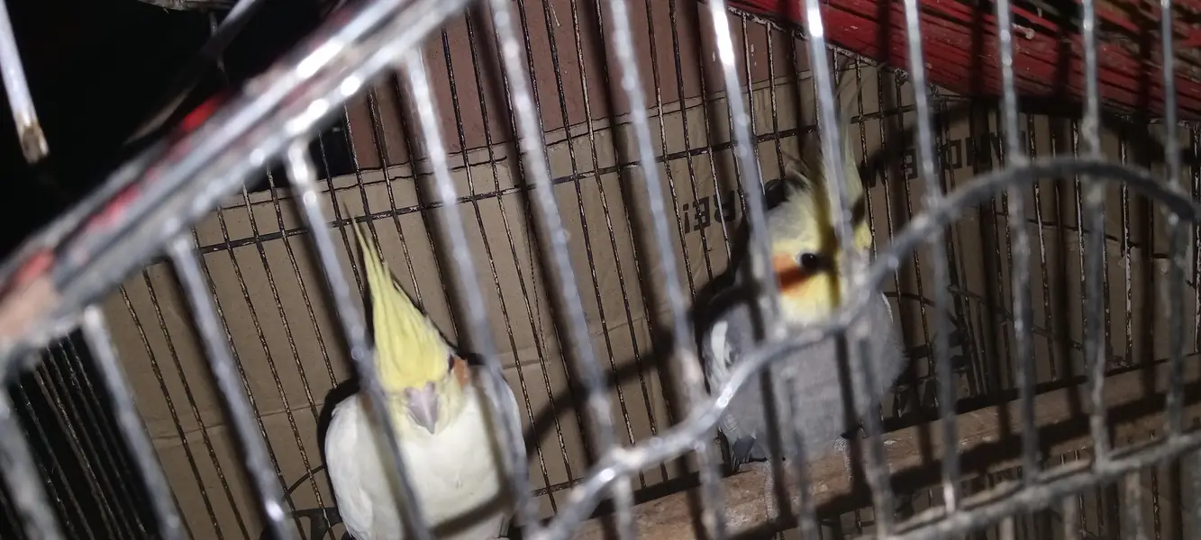 cocktail black and creamino breeder pair — photo 5