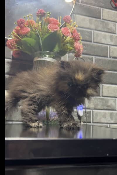 Ver cute kitten