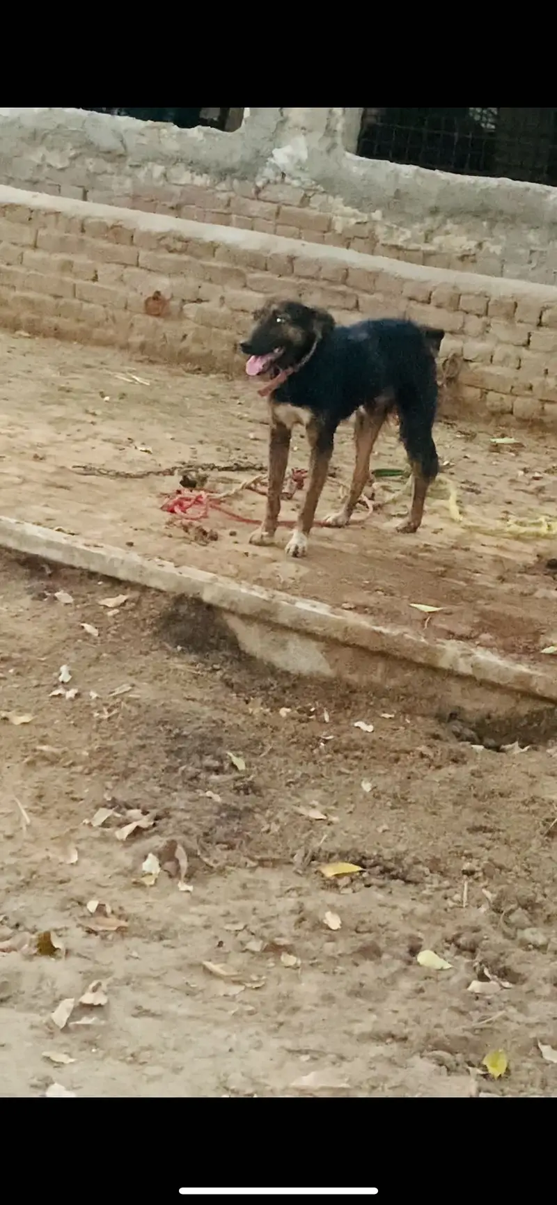 Full security Dog — photo 2