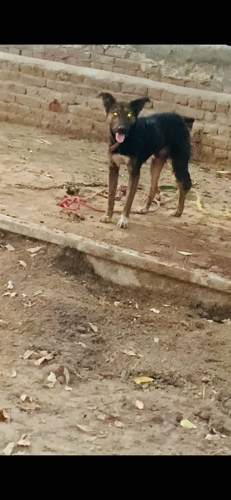 Full security Dog 2
