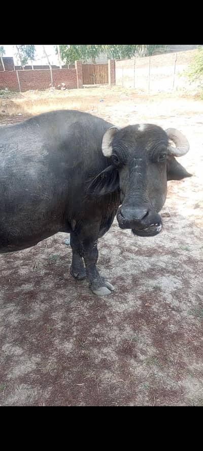 7.5 months ki gabban buffalo bhains maj