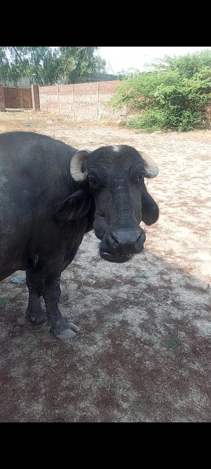 7.5 months ki gabban buffalo bhains maj — photo 2
