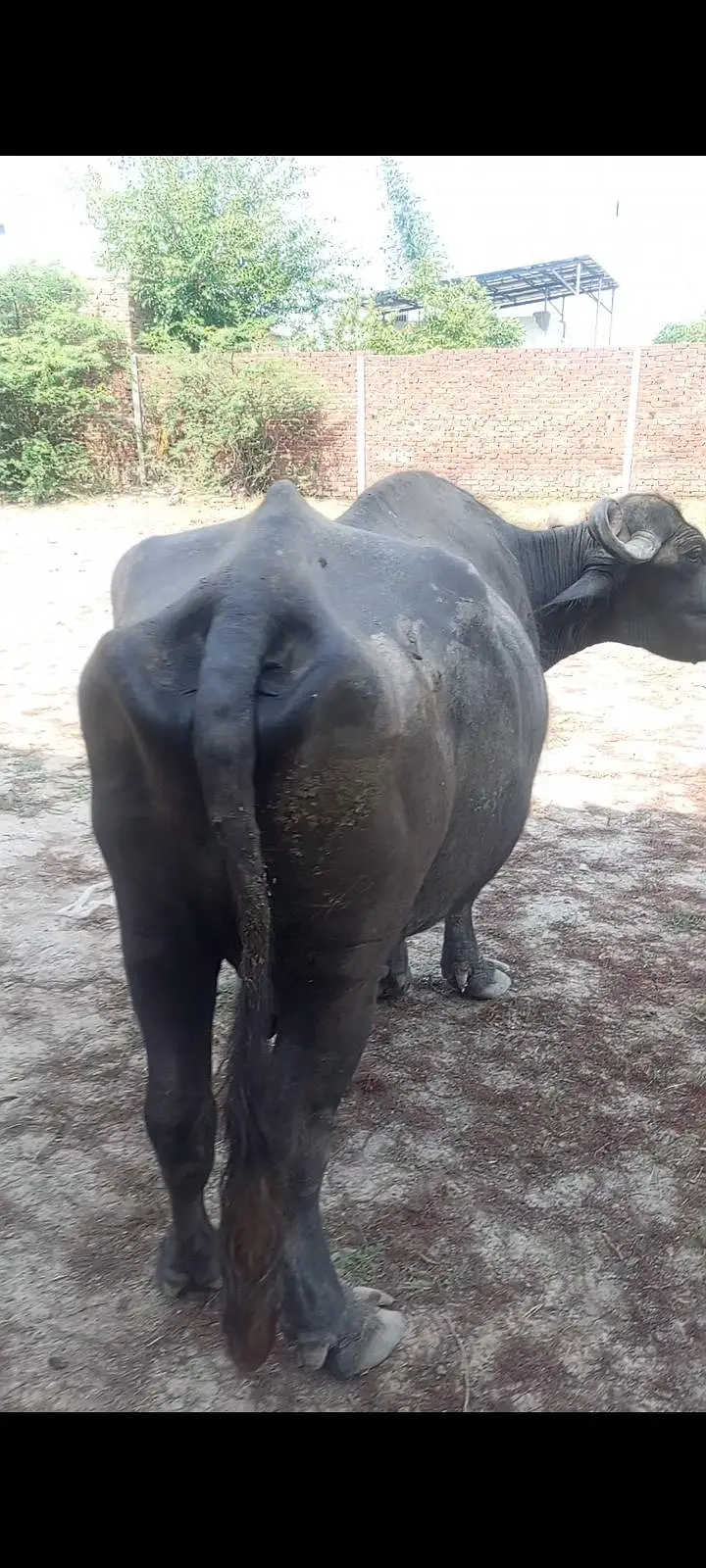 7.5 months ki gabban buffalo bhains maj — photo 3