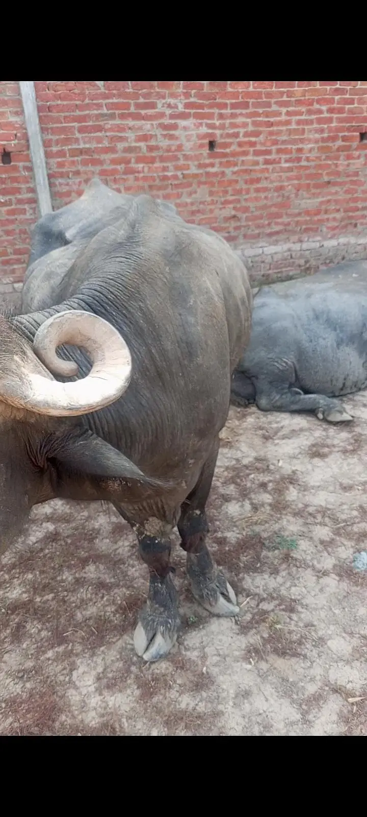 7.5 months ki gabban buffalo bhains maj — photo 5