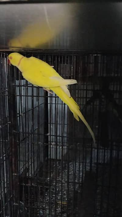 Mangoo beauti Breeder Male