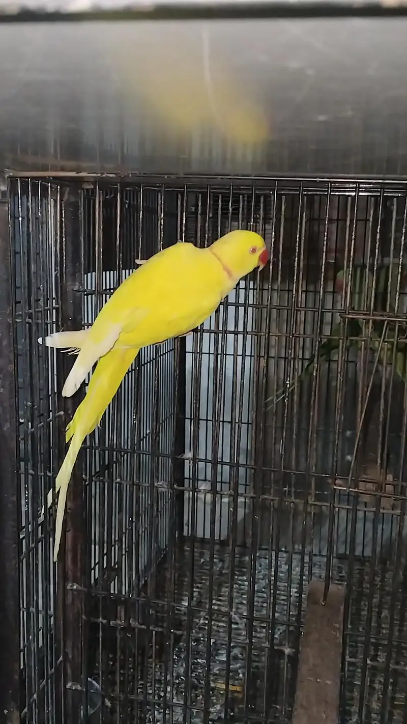Mangoo beauti Breeder Male — photo 2