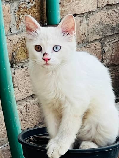 odd eyes