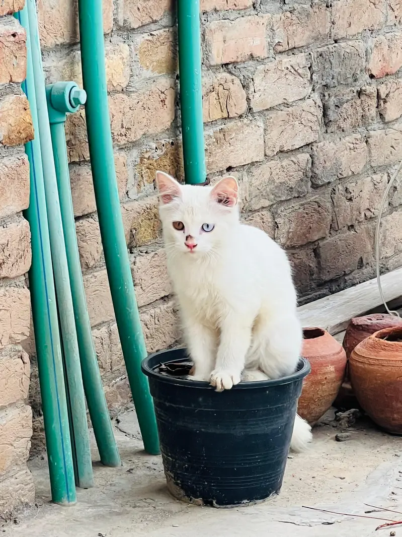 odd eyes — photo 3