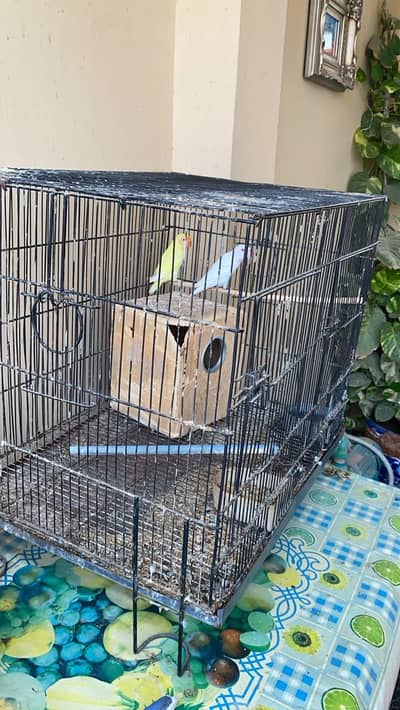 young pair birds for sale