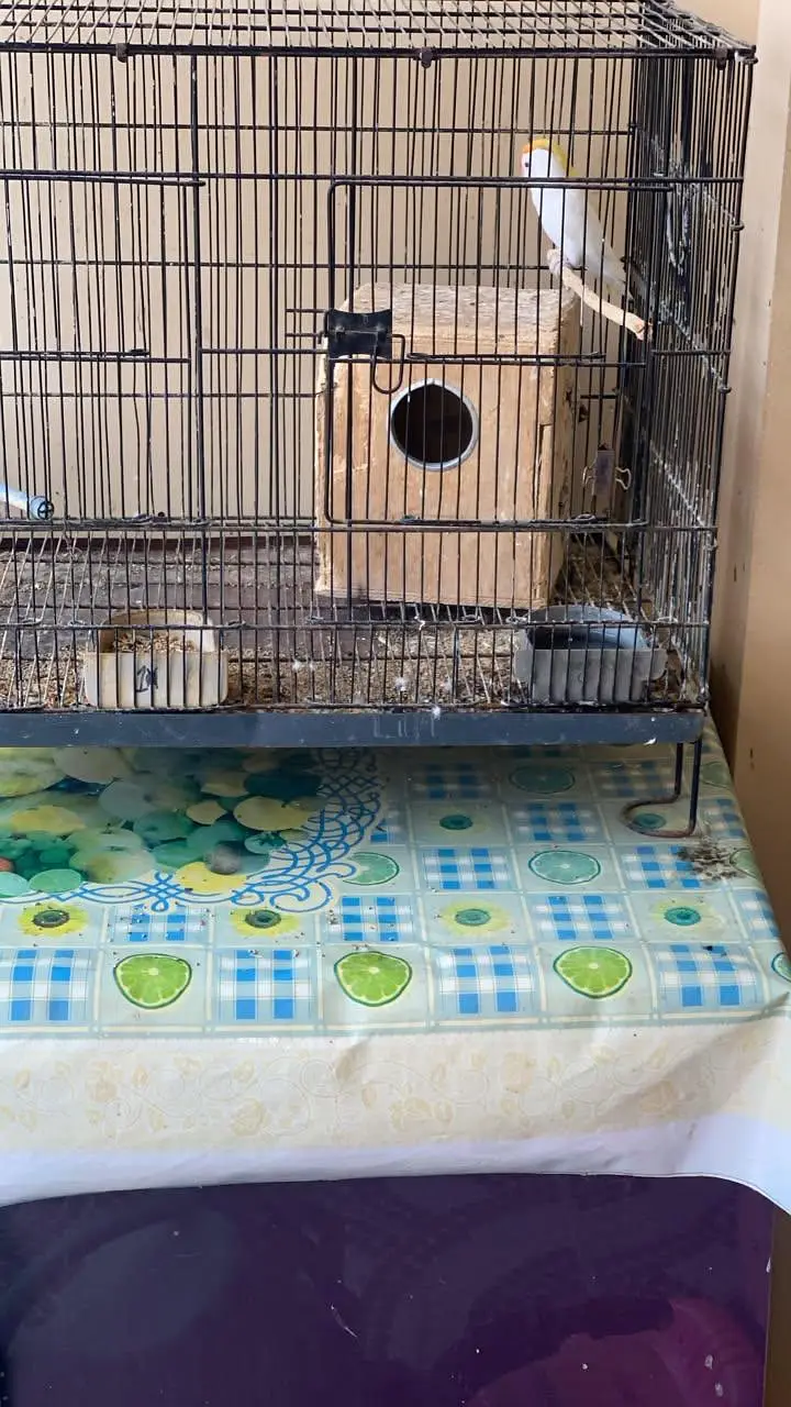 young pair birds for sale — photo 2
