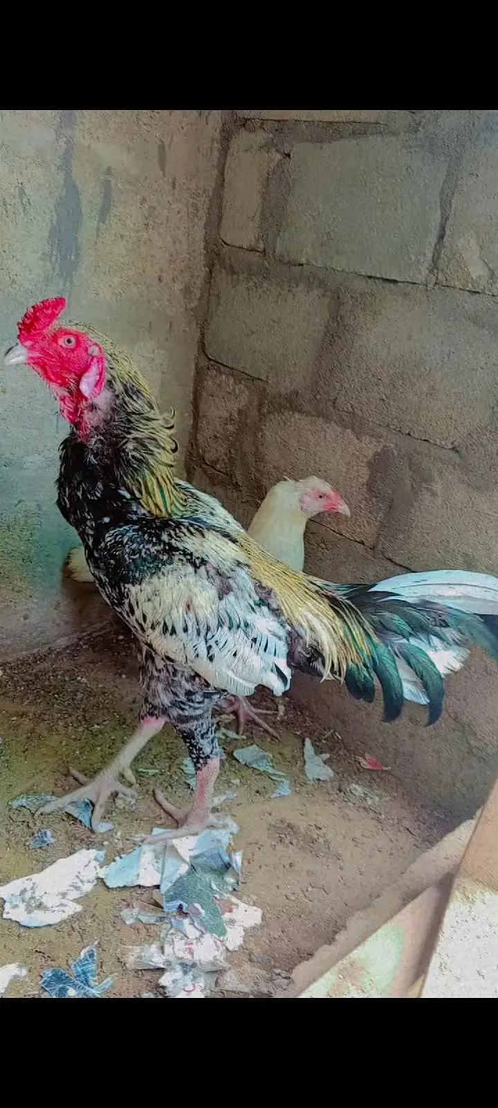 cheena ASEEL for sale — photo 2