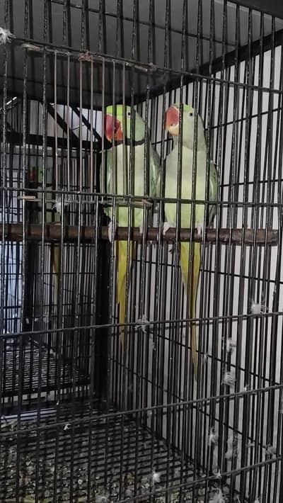 Raw breeder pair 0321.7242445 call