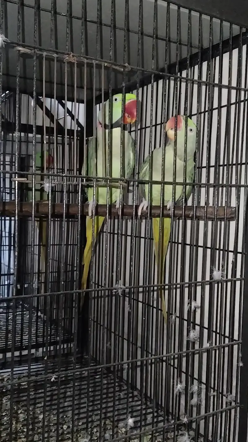 Raw breeder pair 0321.7242445 call — photo 2