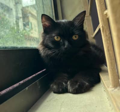 RARE COPPER SHADE BLACK PERSIAN KITTEN
