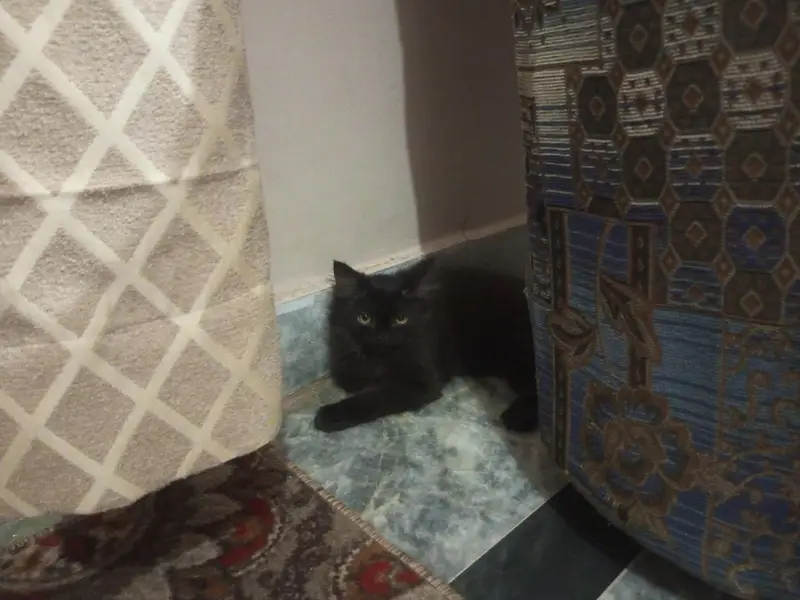 RARE COPPER SHADE BLACK PERSIAN KITTEN — photo 4