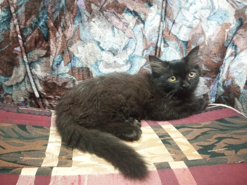 RARE COPPER SHADE BLACK PERSIAN KITTEN — photo 5
