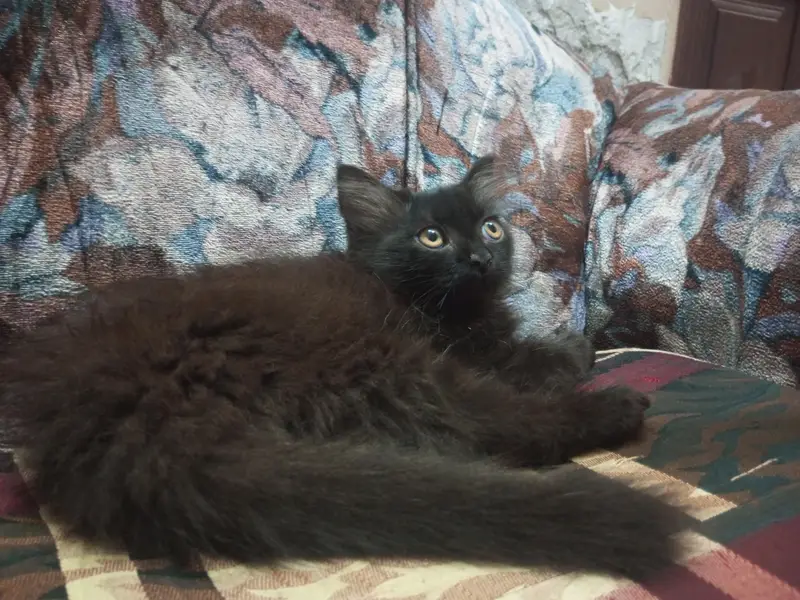 RARE COPPER SHADE BLACK PERSIAN KITTEN — photo 6