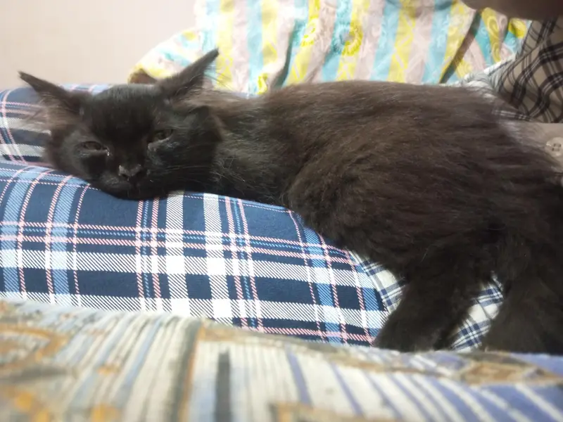 RARE COPPER SHADE BLACK PERSIAN KITTEN — photo 7