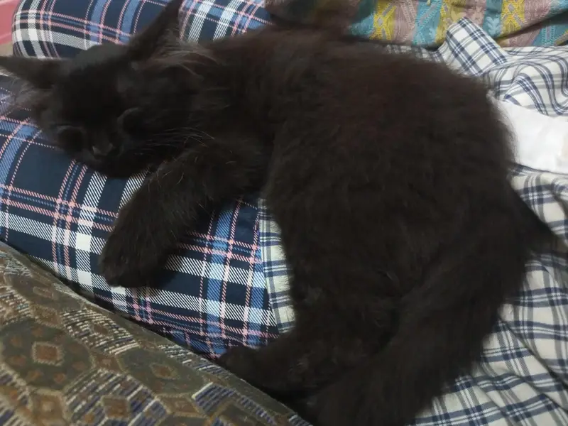 RARE COPPER SHADE BLACK PERSIAN KITTEN — photo 8