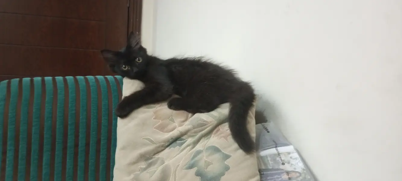 RARE COPPER SHADE BLACK PERSIAN KITTEN — photo 9