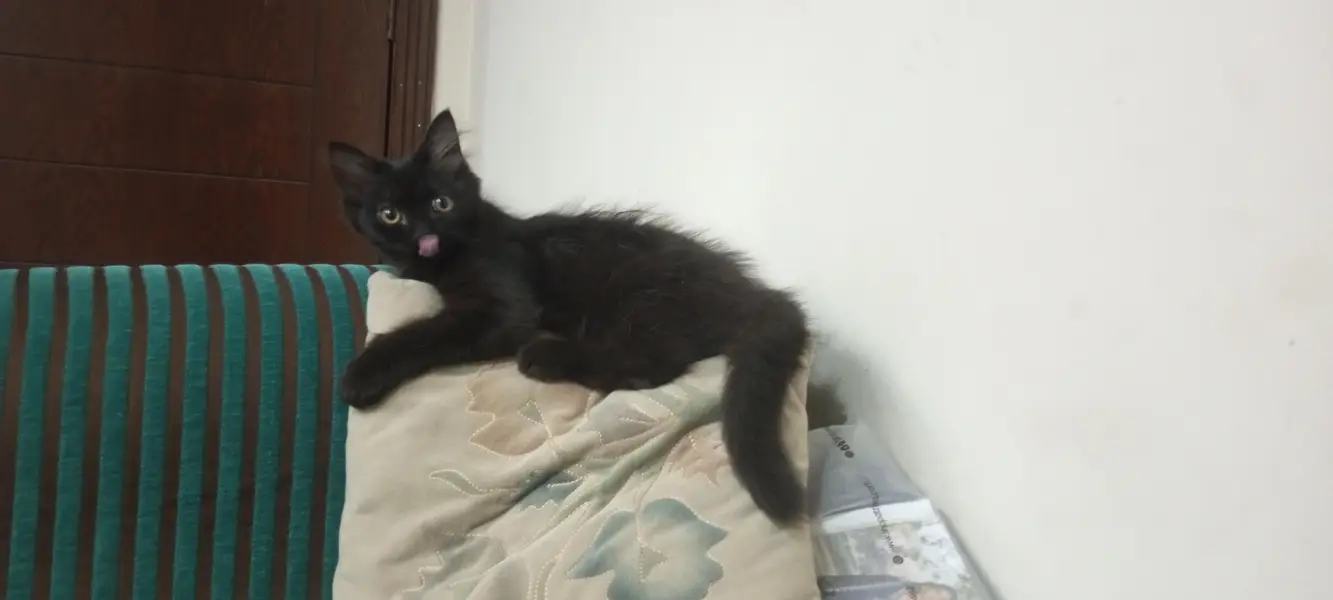 RARE COPPER SHADE BLACK PERSIAN KITTEN — photo 10