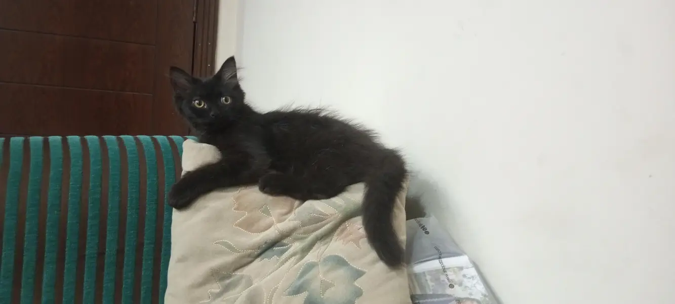 RARE COPPER SHADE BLACK PERSIAN KITTEN — photo 11