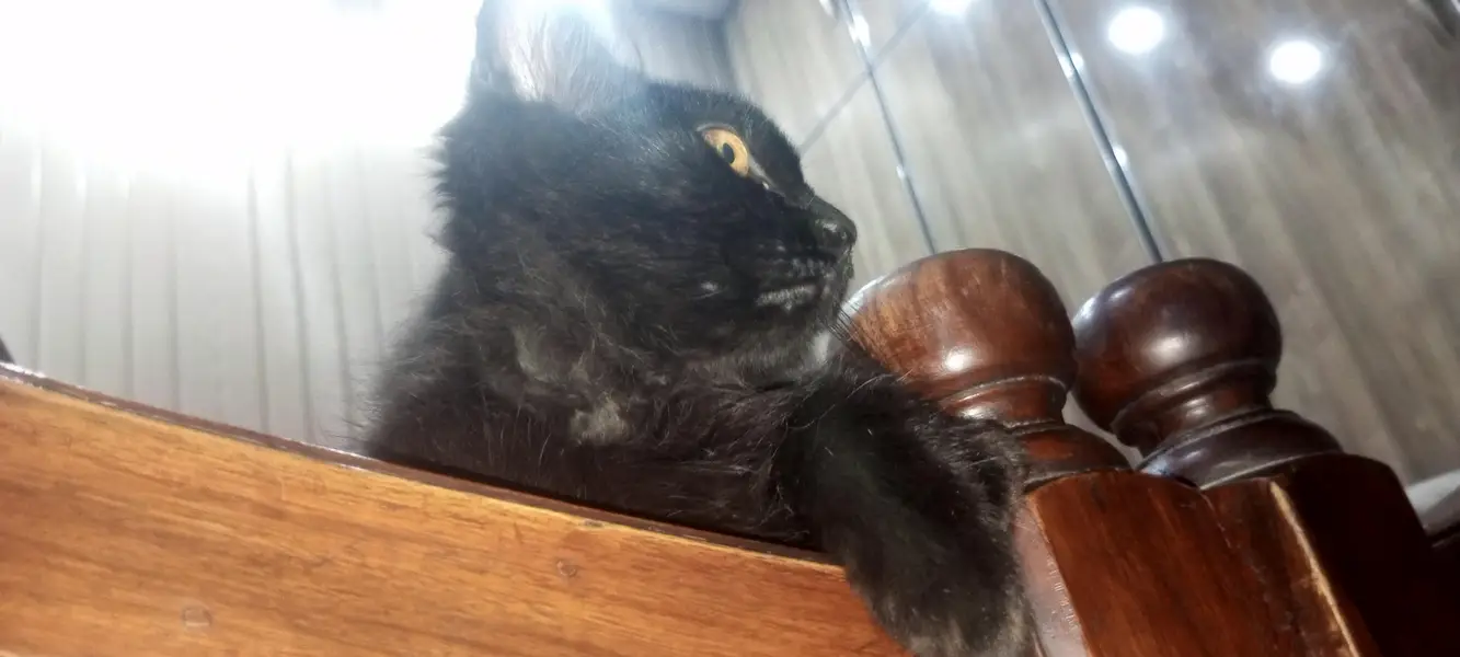 RARE COPPER SHADE BLACK PERSIAN KITTEN — photo 12