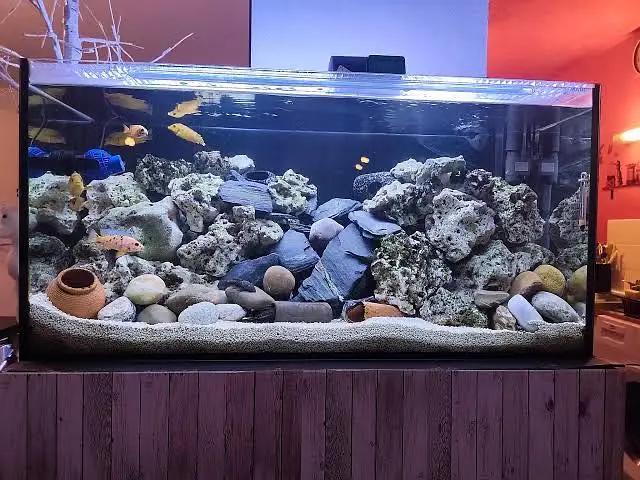 Fish and fish aquarium Munseeb price — photo 3
