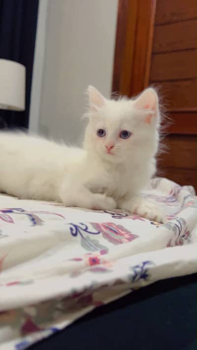 Persian kitten for sale (healthy) litter trained