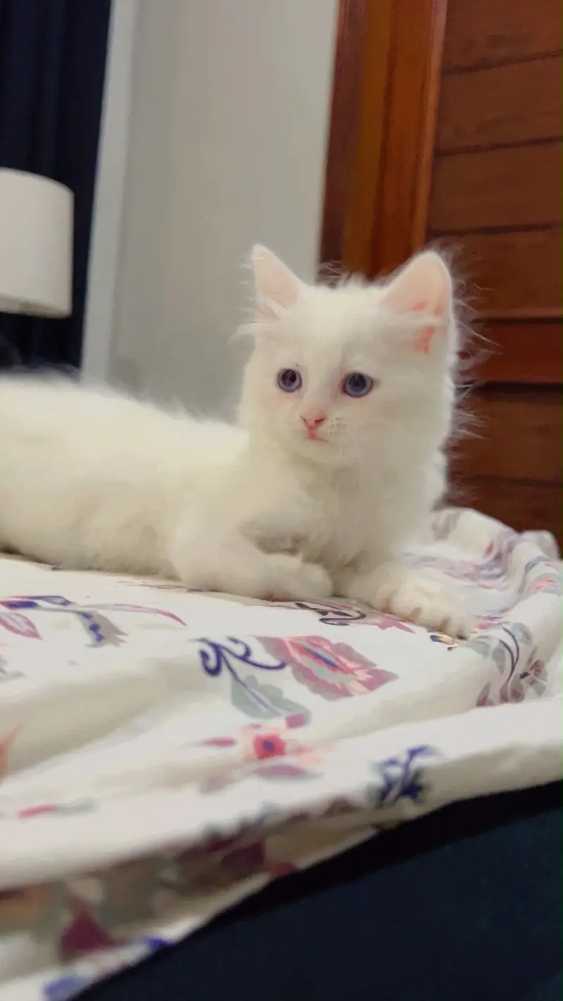 Persian kitten for sale (healthy) litter trained