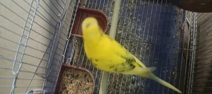 2 pair without cage healthy only call