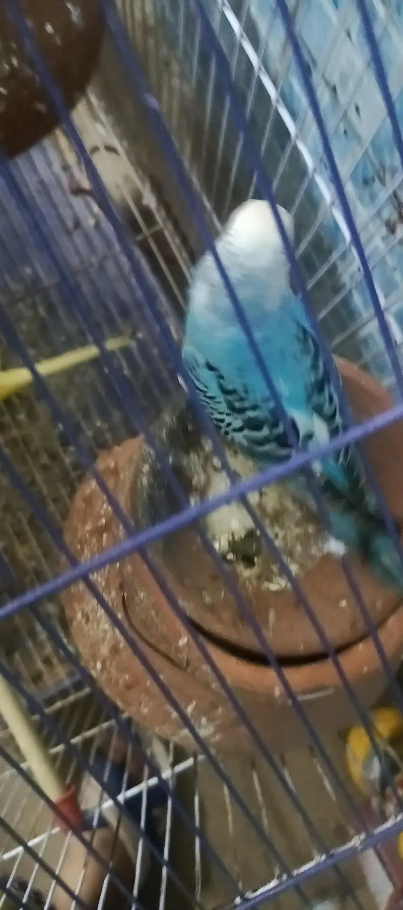 2 pair without cage healthy only call — photo 2