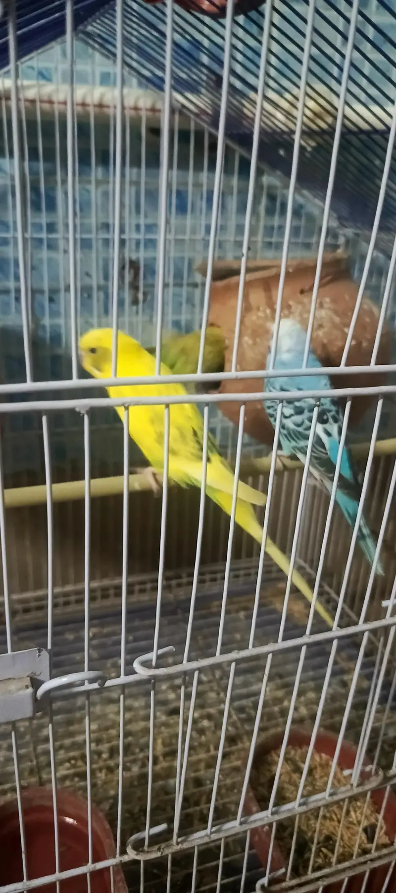 2 pair without cage healthy only call — photo 3
