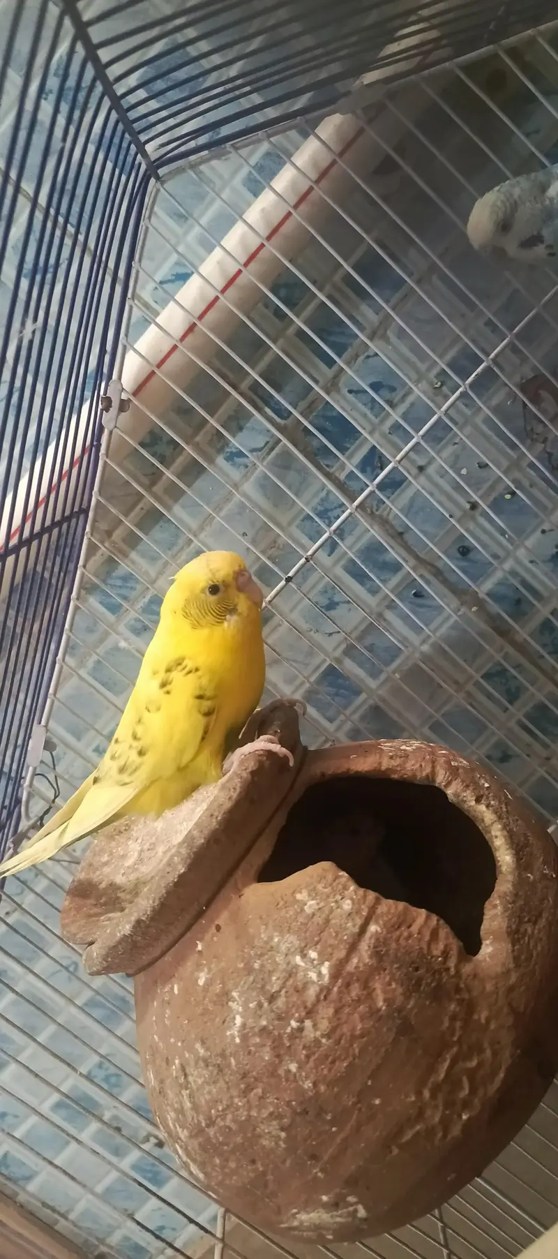 2 pair without cage healthy only call — photo 4