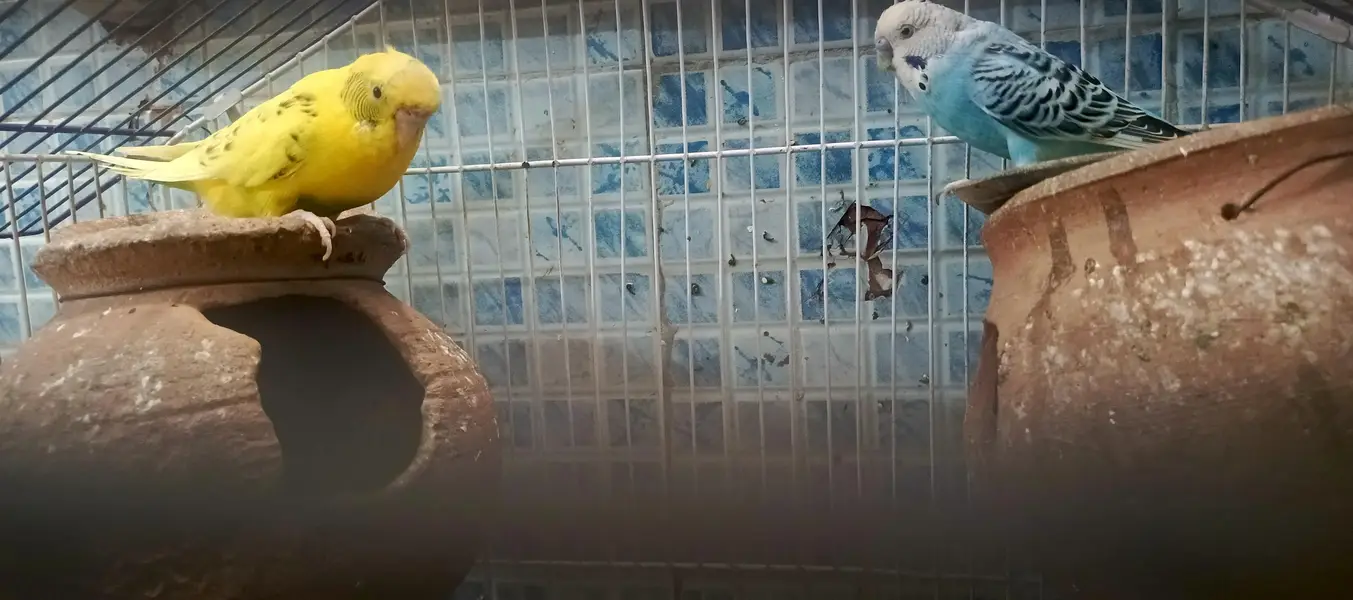 2 pair without cage healthy only call — photo 5