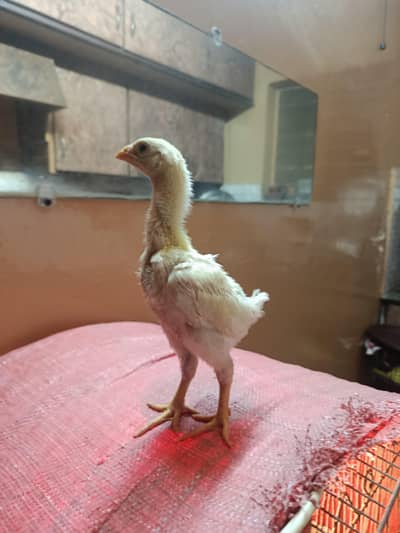white shamoo chicks